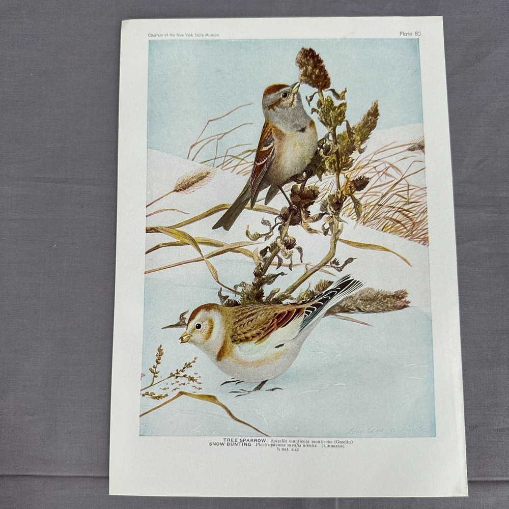 Louis Fuertes Tree Sparrow Snow Bunting 1936 Vintage Bird Book Plate Wall Art